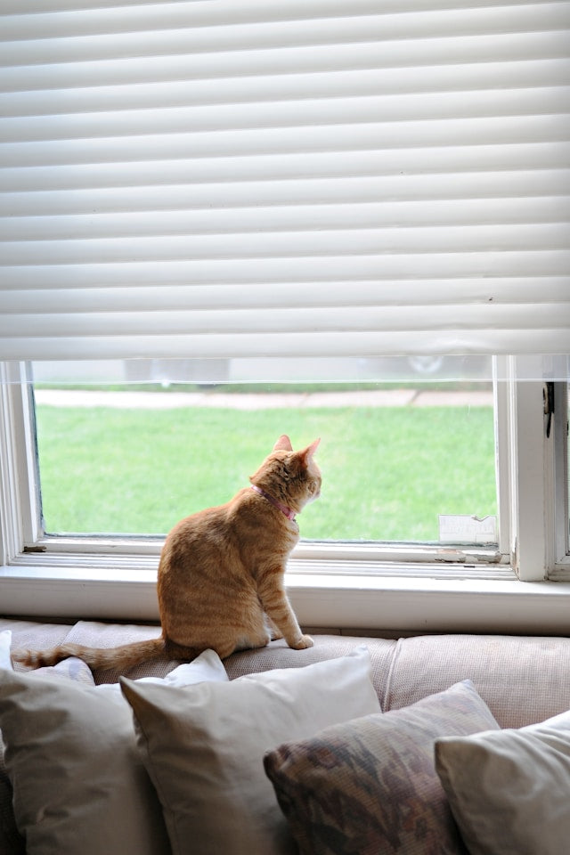How to Maintain Motorized Cellular Shades