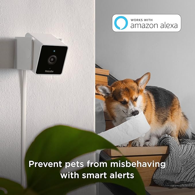 Petcube Cam Pack of 3 Indoor Home Security Cameras with 1080p HD Video, 2-Way Audio, Motion Detection, and Phone App, Night Vision Wi-Fi Camera for Apartment Security, Video Baby Monitor, Pet Camera